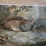Antique picture partridge Image 2
