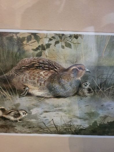 Antique picture partridge