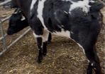 Reared Calves