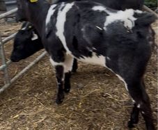 Reared Calves