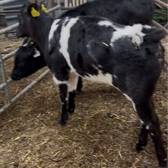 Reared Calves