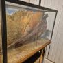 antique taxidermy pheasant Image 3