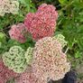 FREE Sedum 'Autumn Joy' - full stems, not tiny cuttings Image 3