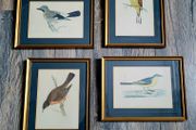 19th century set of four framed orthnological prints