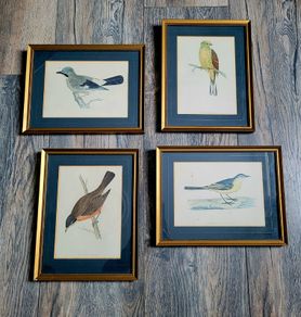 19th century set of four framed orthnological prints