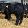 36 Aberdeen Angus Bull Calves Image 5