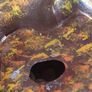 big solid frog money box Image 3