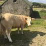 Breeding heifers Image 7