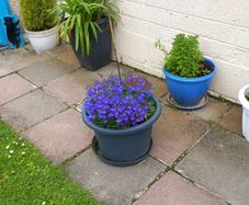 plant