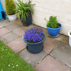 plant