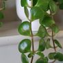Sedum Makinoi "Tundra Tornado "  trailing plant Image 3
