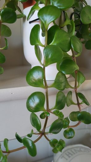 Sedum Makinoi "Tundra Tornado "  trailing plant