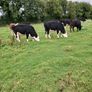 Livestock Image 4