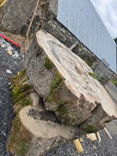 Beach tree slabs 250 years old
