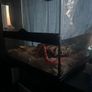 Snake Vivarium Image 5
