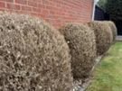 Box Hedge Treatment Image 9