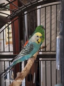Bird's cage