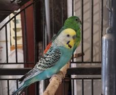 Bird's cage