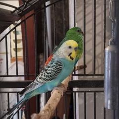 Bird's cage