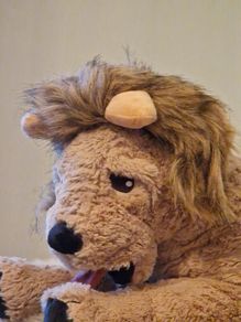 cat hat