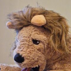 cat hat