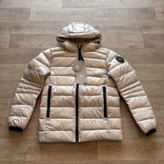 canada goose