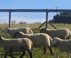 Hoggets for sale