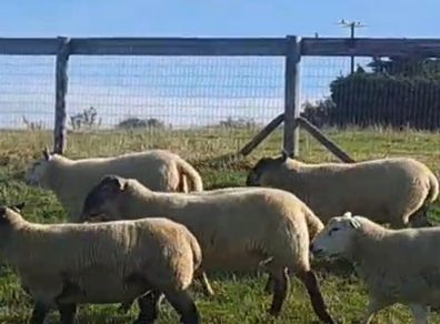 Hoggets for sale