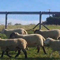 Hoggets for sale