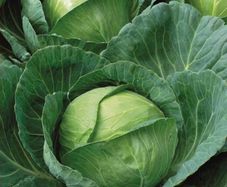 (C) White Cabbage Brunswick seeds 3g (123469)