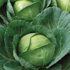 (C) White Cabbage Brunswick seeds 3g (123469)