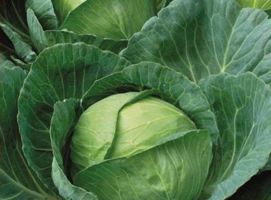 (C) White Cabbage Brunswick seeds 3g (123469)
