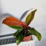 Philodendron Prince of Orange Plant Image 2