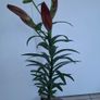 Lily 'Night Rider' Image 4