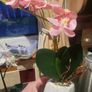 Assorted Artificial Plants in Stone Plant Pots x4 Image 4