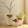 3 terracota seed sprouters Image 2