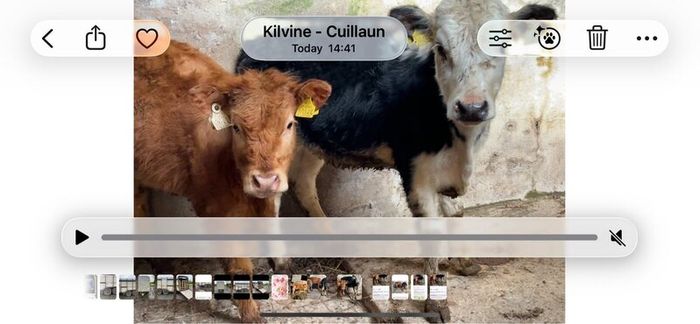 Weanling heifers