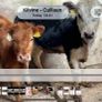 Weanling heifers Image 3