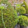 Agapanthus Plants Image 4