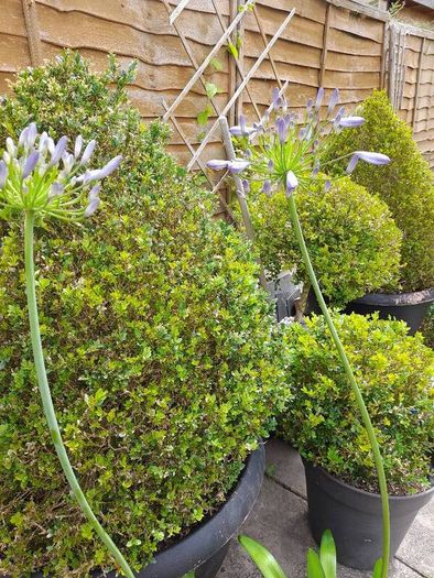 Agapanthus Plants