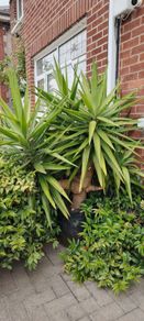 Plants