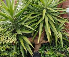 Plants