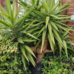 Plants