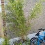 2 large planters with black pearl bamboo and hanging plants Image 2