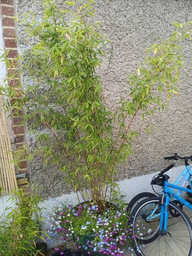 2 large planters with black pearl bamboo and hanging plants