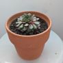 Houseplant Bundle - Spider Plant, Peace Lilies & Succulent - Galway - Pickup Only Image 3
