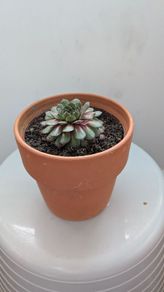 Sempervivum "Hens and Chicks" Succulent - Terracotta Pot - Galway - Pickup Only