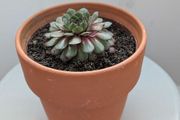 Sempervivum "Hens and Chicks" Succulent - Terracotta Pot - Galway - Pickup Only