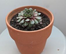 Sempervivum "Hens and Chicks" Succulent - Terracotta Pot - Galway - Pickup Only