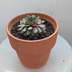 Sempervivum "Hens and Chicks" Succulent - Terracotta Pot - Galway - Pickup Only